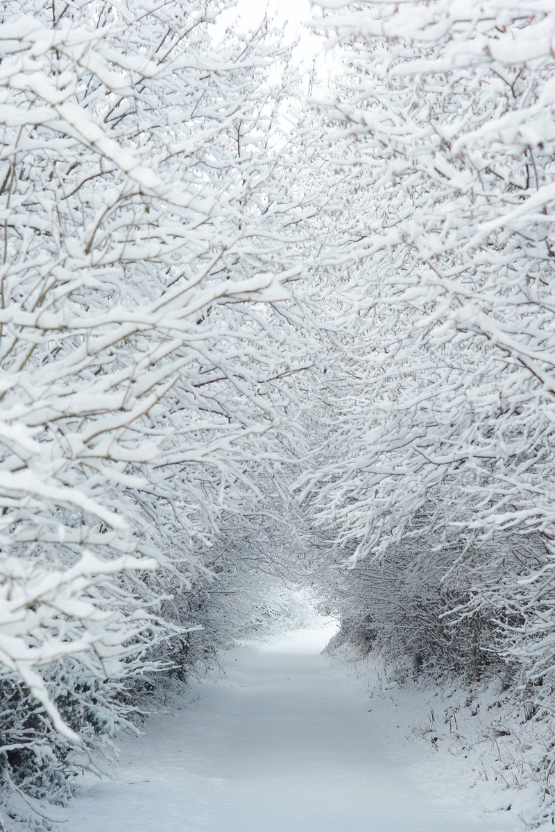 IoriTosa2's tweet photo. winter ❄️ frozen trees       冬　凍った樹木         210131
#NaturePhotography #frozentrees #tree #snow #white https://t.co/hgJd6Kjfer
