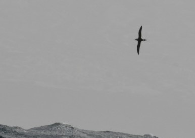 Not a great picture, but good enough to confirm another sigthing of one of our favorite species #Diablotin black-capped #petrel #Pterodroma hasitata 😍in the waters between #Fogo and #IlheudeCima #CaboVerde while provisioning the field team 👏📸 Herculano Dinis @projecto_vito