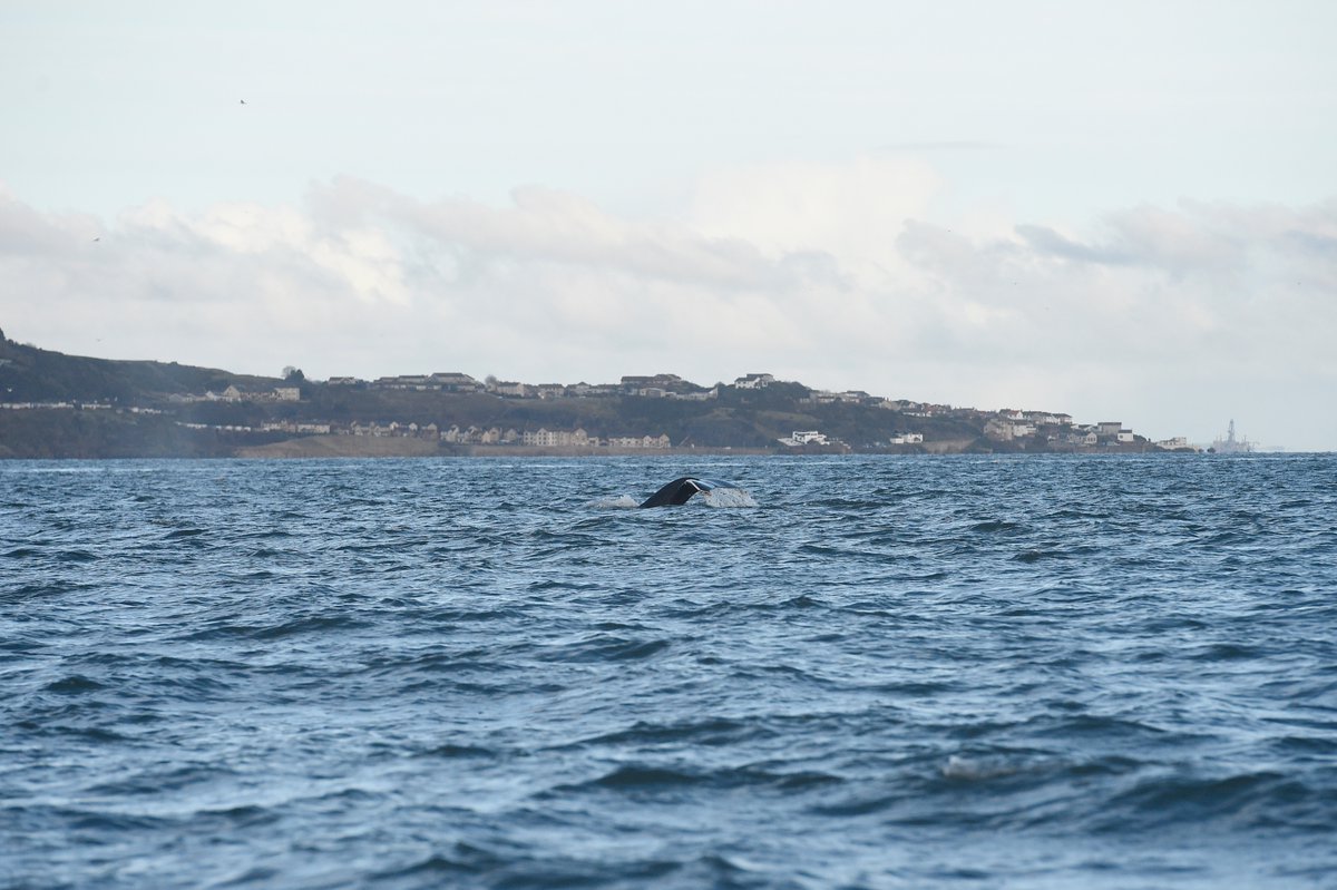 Greg Macvean tweet media