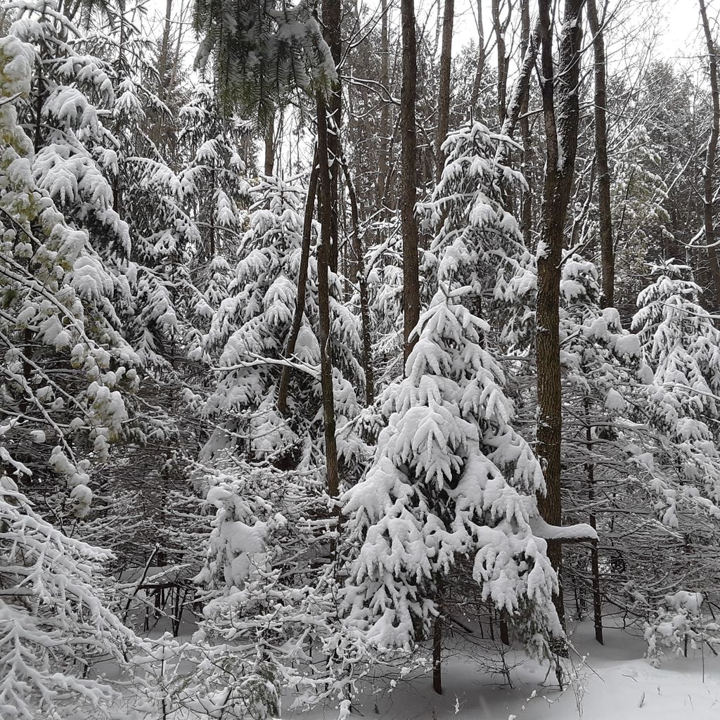 Beautiful day for a hike! Though I think I need new hiking pants.... any recommendations? #maywoodpark #onwisconsin #Wisconsin #winterhike #mylegsarecold #wisconsinoutdoors