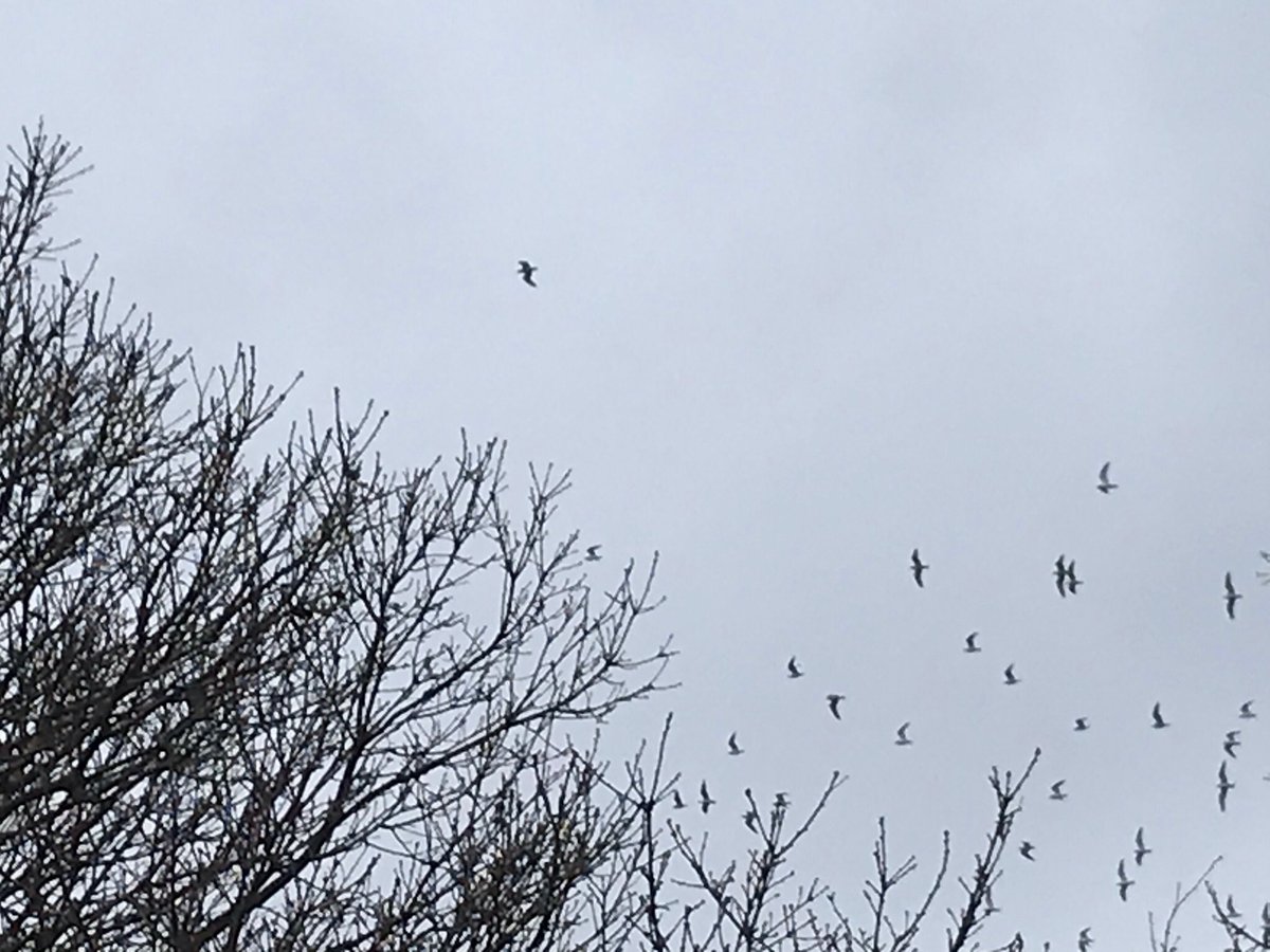 ursache_v's tweet photo. @BenyonPS I really enjoyed our ‘Bird Watch’ walk. We have spotted some magpies, seagulls, wood pigeons and some house sparrows. I wonder what type of birds you’ve seen in your area? https://t.co/aYmG1JH2gq