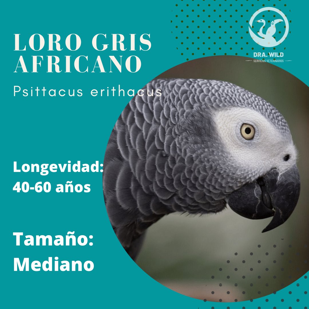 DraWildVet's tweet photo. Podemos recomendarte criaderos y aviarios que trabajan acorde a la legislación mexicana ✨

Tus mascotas exóticas deben tener documentación de legal procedencia 📄 https://t.co/CaUM0nnava
