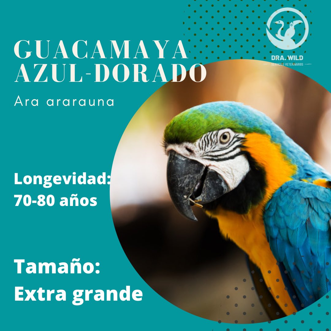 DraWildVet's tweet photo. Los loros pueden ser muy buenos compañeros ♥️ pero pueden ser mascotas demandantes. ¡Infórmate sobre distintas especies antes de adquirirlo! https://t.co/gthFXDsZhr