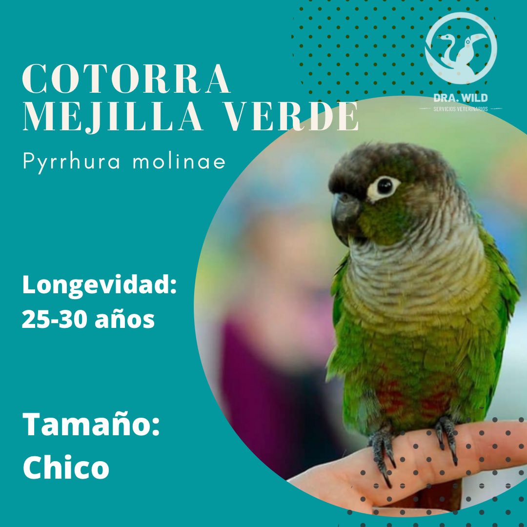DraWildVet's tweet photo. Los loros pueden ser muy buenos compañeros ♥️ pero pueden ser mascotas demandantes. ¡Infórmate sobre distintas especies antes de adquirirlo! https://t.co/gthFXDsZhr