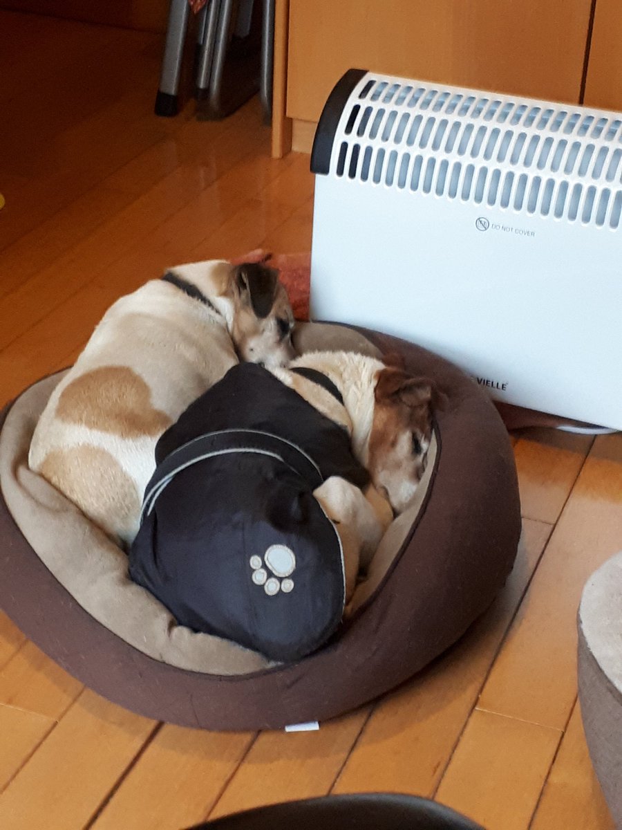 TheSnapper's tweet image. The boys like their comfort