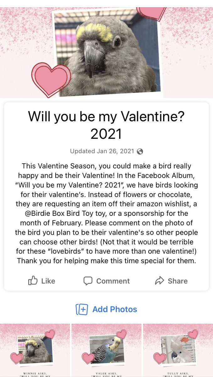 Hi, friends! My home, Papayago Rescue House, is doing such a sweet thing for us birds! Check out our Facebook page- Papayago Rescue House, Inc. to find your sweetheart ♥️💝🤍 #ValentinesDay #bemine #supportanimalrescue #birdlovers #donate #love