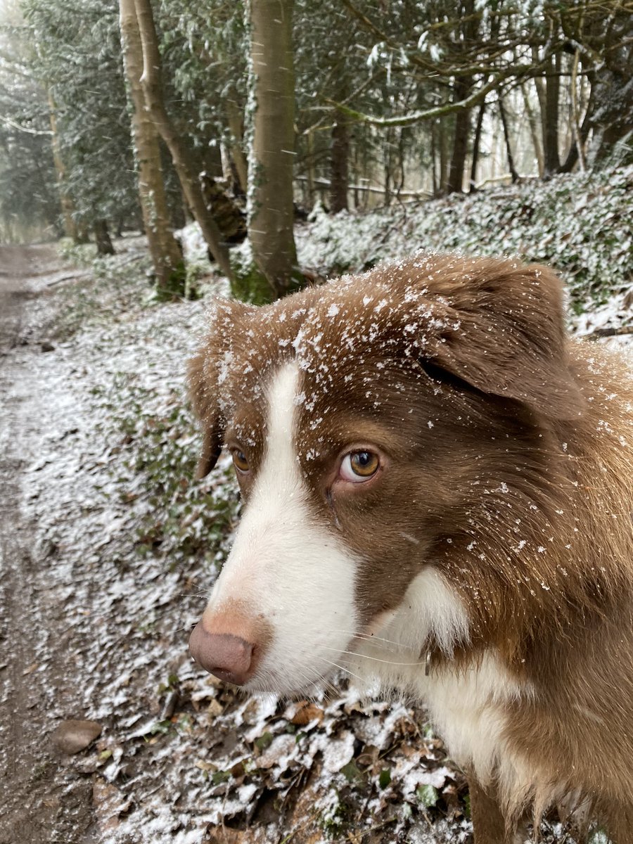 GarethRhys2's tweet photo. Walkies 🐾🐾 https://t.co/OmHZPRK4nn