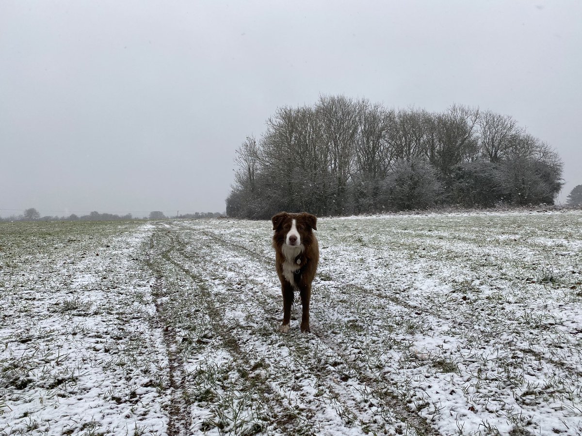 GarethRhys2's tweet photo. Walkies 🐾🐾 https://t.co/OmHZPRK4nn