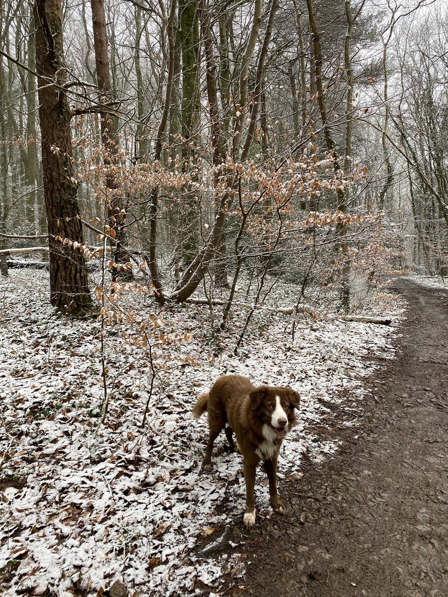 GarethRhys2's tweet photo. Walkies 🐾🐾 https://t.co/OmHZPRK4nn
