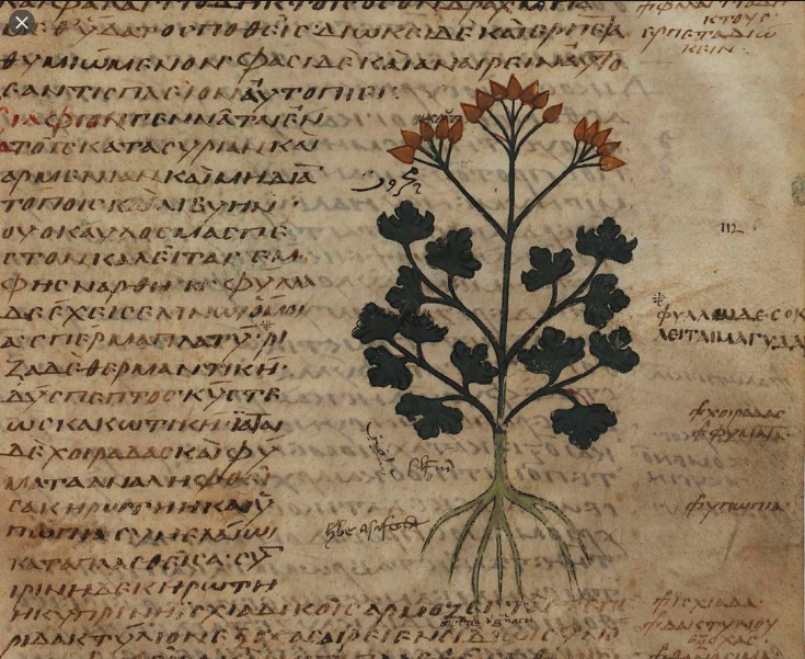 Dioscorides a prominent Greek physician of the Roman army says of Silphium: “ The Cyrenaic {sylphium} even if one just tastes it, at once arouses a humour throughout the body and has a very healthy aroma, so that it is not noticed on the breath, or only a little…”6/x