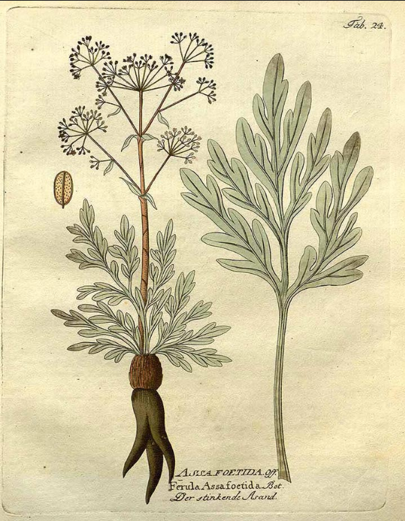 ...Libyan and Middle Eastern plants as if they were identical to the Cyrenaic one. This exists still today and is what you will know as "asafoetida". Asafoetida is the resin of the plant Ferula Asafoetida a relative to fennel. 14/x