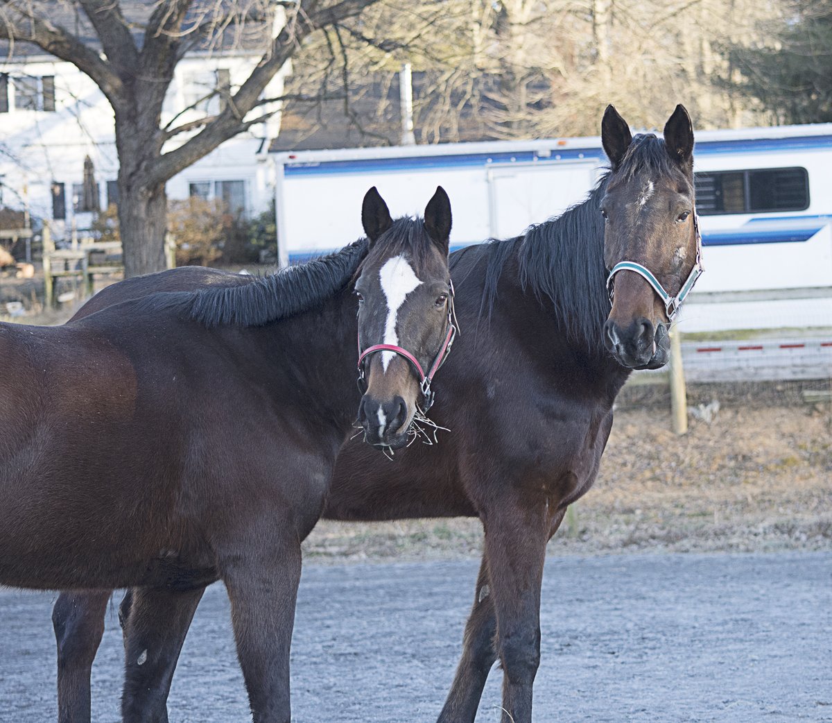 HorsesSaves's tweet image. Polo and Pacino had arrived from quarantine. Welcome guys!