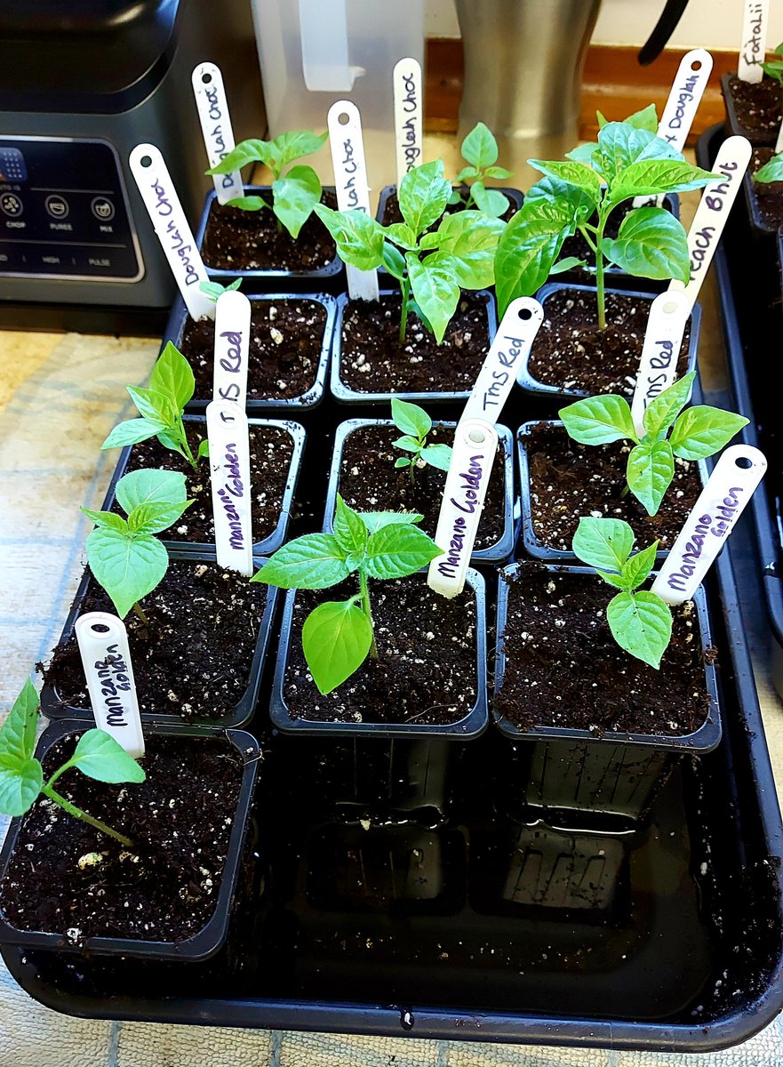 KellyWoodroffe's tweet photo. 6 weeks on from sowing it's time to pot them on. Some have stormed away π and some have not π€·ββοΈ #chillies #willbespicy #growingmyown #ccsk https://t.co/yEB1ONgN5Z