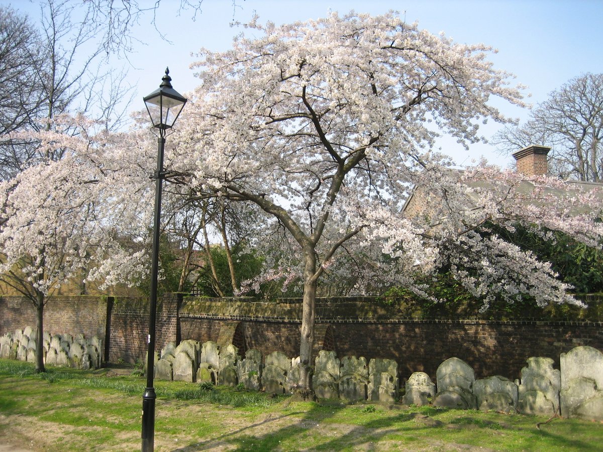 TM_Hackney's tweet photo. #TreeMusketeers have just planted 36 new #Yoshino cherries in #SpringfieldPark & #DaubeneyFields in partnership with @hackneycouncil & @JapaninUK.
Here are 2 mature Yoshino cherry trees in St. John's Churchyard, Hackney. They have pewter grey bark.
#HackneyTrees #cherryblossom https://t.co/173MDsMUPN