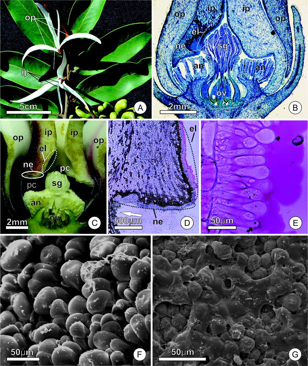 cdnsciencepub's tweet photo. Teaching plant reproduction this term? Xylopia aromatica is mainly pollinated by thrips and displays an intricate floral system to allow the adhesion of pollen to the insects https://t.co/HnaYQxhZEF
New FREE access Editor's Choice in #BotanyJournal
#PlantSci https://t.co/3zMs4buRZs
