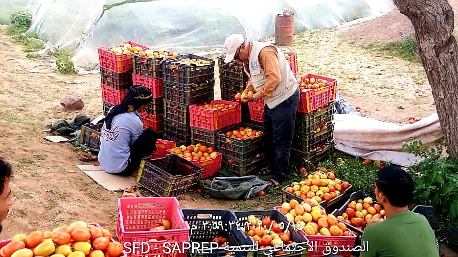 SFDYemen's tweet photo. #Yemen is passing thru an overwhelming concern about food supplies! #SFDAgriculture provides #SAPREP experimented lessons on the possibility to alleviate the recurrent crisis by increasing #food_productivity economically with #value_chain linkages; producing honey &livestock feed https://t.co/fQeFuM7igJ