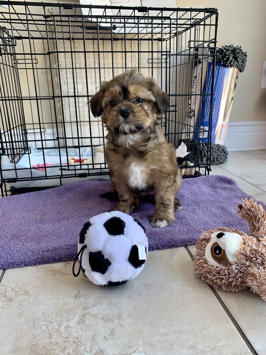 We have a new addition to our family - meet Lexi!