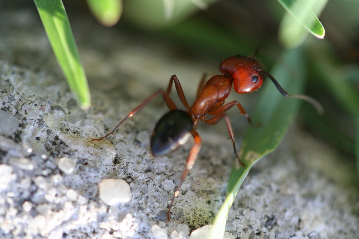 Муравей фото. Муравьев. Класс муравьев. Изучение муравьев. Интересное о муравьях.