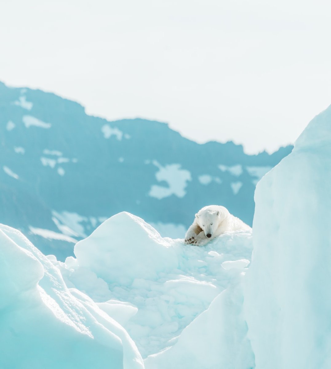 RoadSustainable's tweet photo. Global warming is causing Arctic ice to melt – ice reflects sunlight, while water absorbs it. When the Arctic ice melts, the oceans around it absorb more sunlight and heat up, making the world warmer as a result.

https://t.co/MrnFiRnQcI. https://t.co/rdgiUsXV5Z