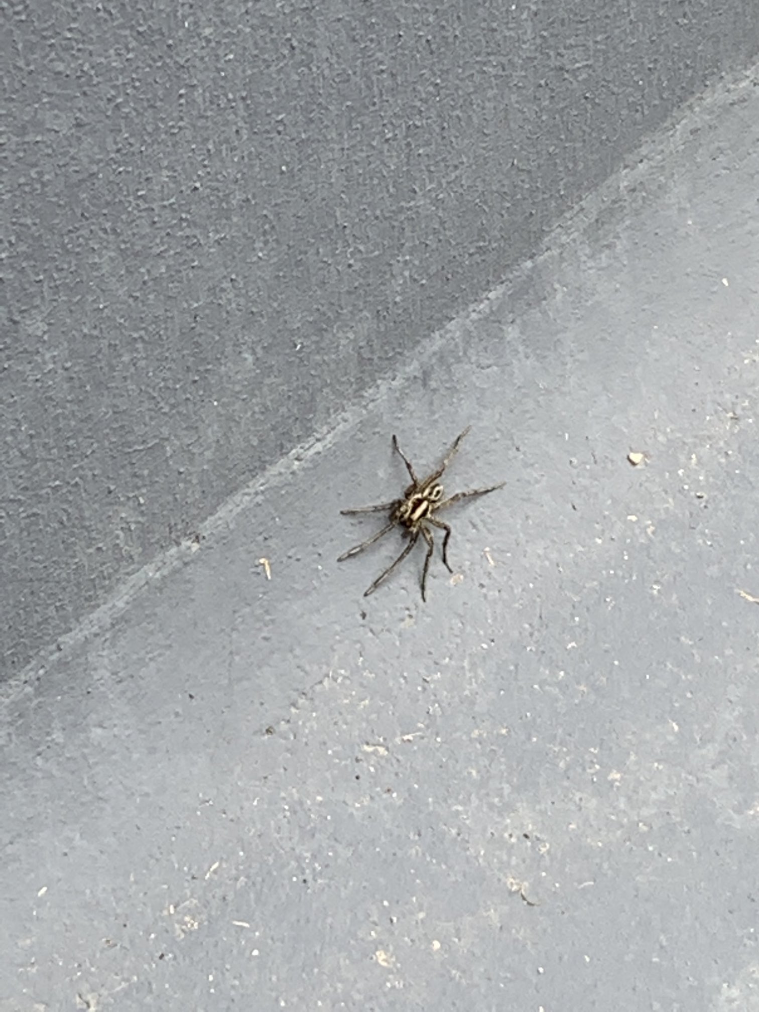 Maca Algun Experto En Aranas Que Me Diga Si Es Buena O No Esta Amiguita Que Esta En Mi Patio Mide Como 6 Centimetros T Co S8rpebibjn Twitter