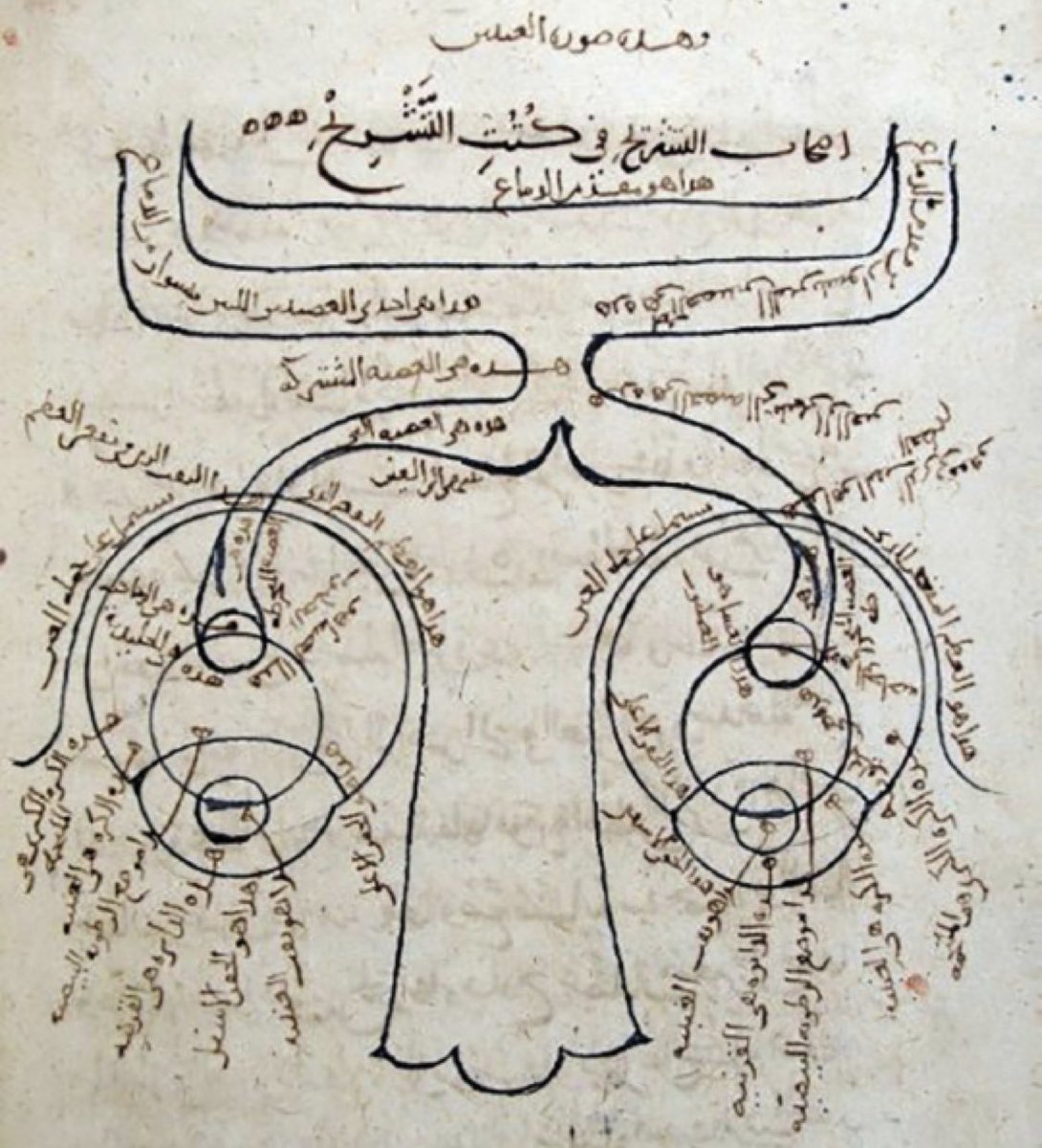 The oldest known depiction of the nervous system: A sketch drawn in eleventh century Cairo by Ibn al-Haytham showing a well organized optic apparatus with the optic nerves meeting momentarily before parting ways and continuing on to the brain.