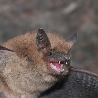 moodboard but it’s a bunch of bats   https://draculasdaughter.tumblr.com/post/641844425484632064/emodotcom-moodboard-but-its-a-bunch-of-bats