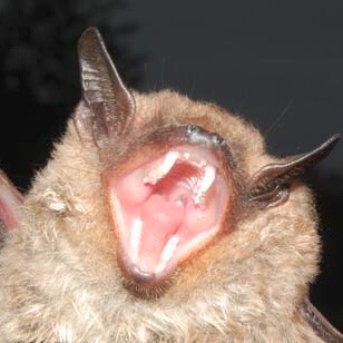moodboard but it’s a bunch of bats   https://draculasdaughter.tumblr.com/post/641844425484632064/emodotcom-moodboard-but-its-a-bunch-of-bats