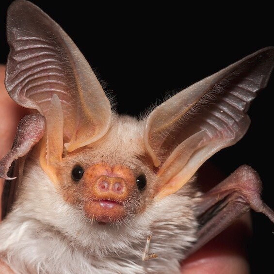 moodboard but it’s a bunch of bats   https://draculasdaughter.tumblr.com/post/641844425484632064/emodotcom-moodboard-but-its-a-bunch-of-bats