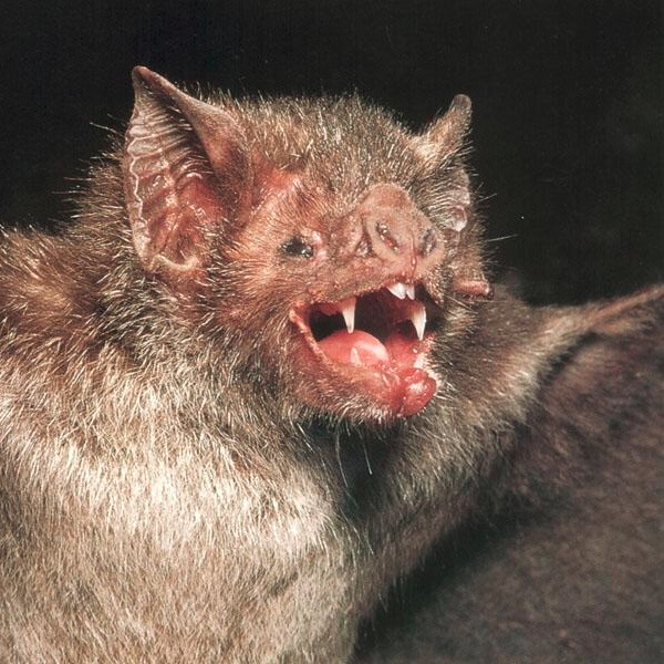 moodboard but it’s a bunch of bats   https://draculasdaughter.tumblr.com/post/641844425484632064/emodotcom-moodboard-but-its-a-bunch-of-bats