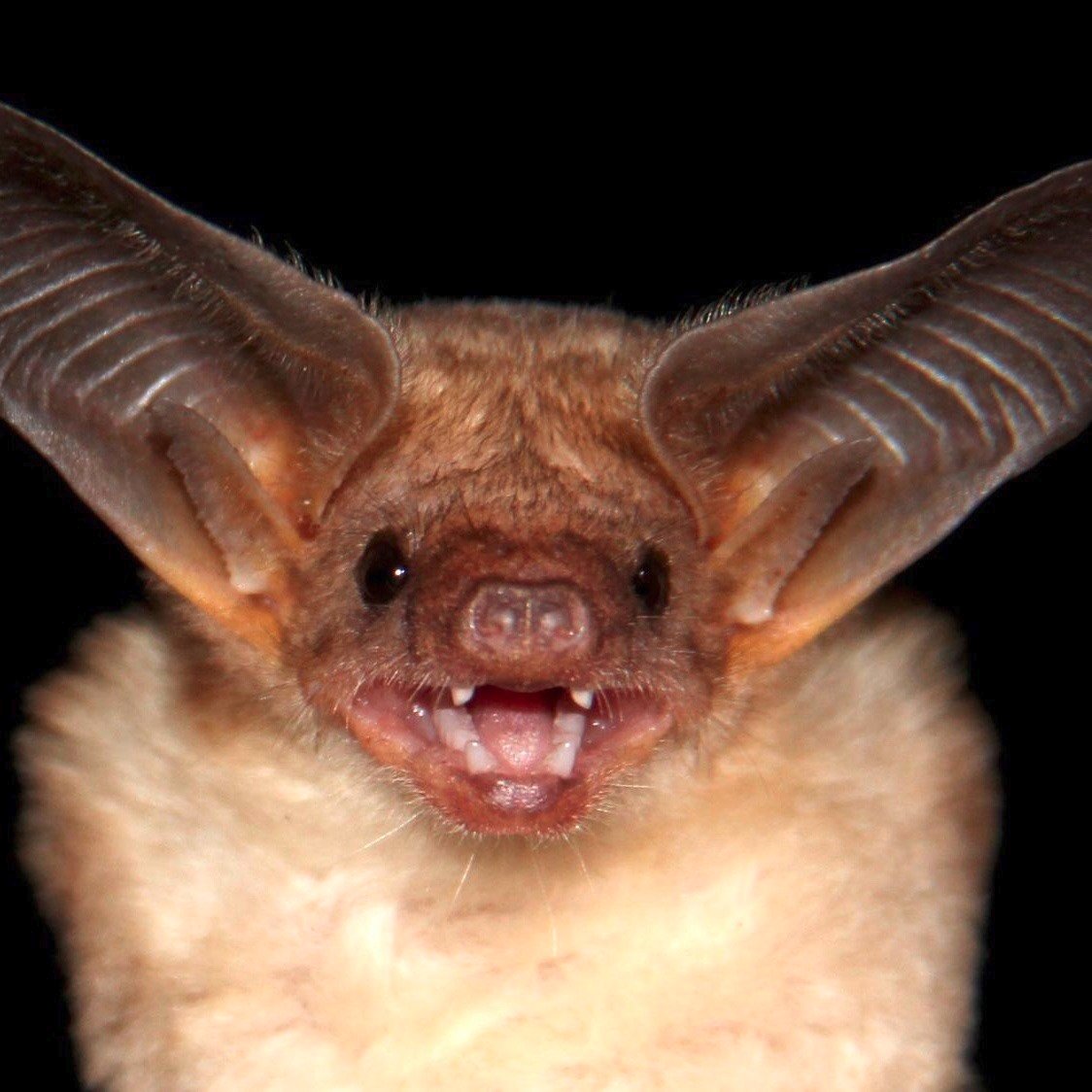 moodboard but it’s a bunch of bats   https://draculasdaughter.tumblr.com/post/641844425484632064/emodotcom-moodboard-but-its-a-bunch-of-bats