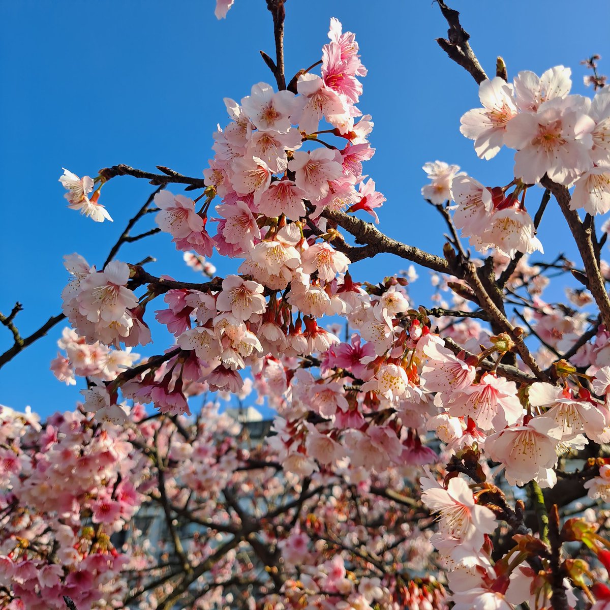 ymeiying's tweet photo. I had a wonderful day with #TinyJoon today. #cherryblossoms @BTS_twt https://t.co/FEjUSKhmoH