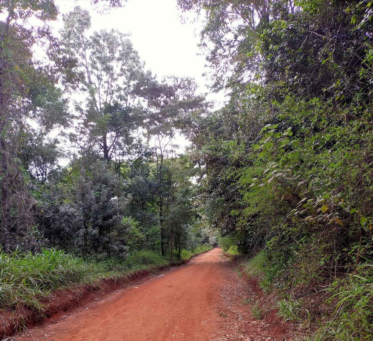 lizwathuti's tweet photo. Prof.@WangariMaathai s' legacy lives on. When I visited Karura forest yesterday, I had her in my thoughts.♥️That because of her fight and those she worked with, my generation is now enjoying the serenity. May we all be mindful of how we leave this planet🌏for generations to come. https://t.co/ZsbkJKRq5a