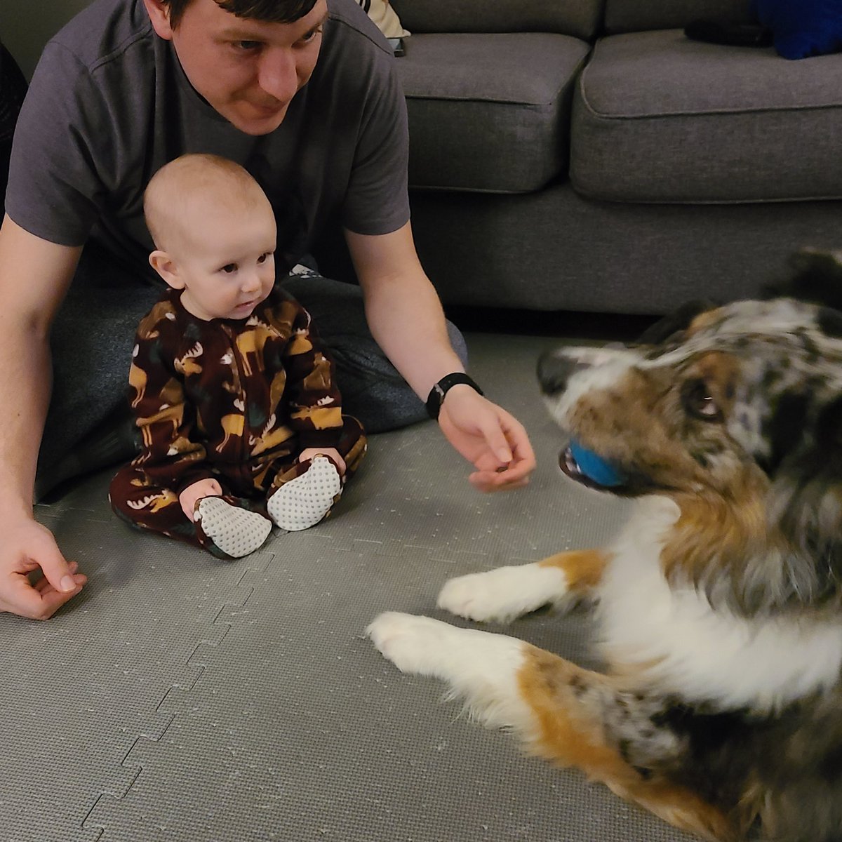 CalliseFoerter's tweet photo. Soon to be best friends.... #emmettloos #archietheaussie https://t.co/zouBZmm518