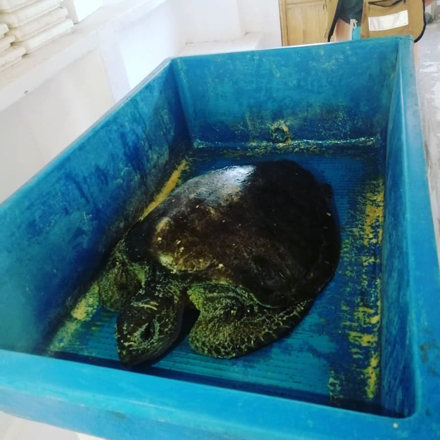 CivilBomberos's tweet photo. #Enterate 

Tortuga rescatada en las brisas, se canalizo al refugio Huellas Adopciones para su atención.

 El día de hoy se traslado al Centro Ecológico de Cuyutlán"El Tortugario" para su atención.

📩WhatsApp
https://t.co/0qlmdGJ85p
#ProteccionCivilSomosTodos
#PrevenirEsVivir https://t.co/LymXFNe7sM