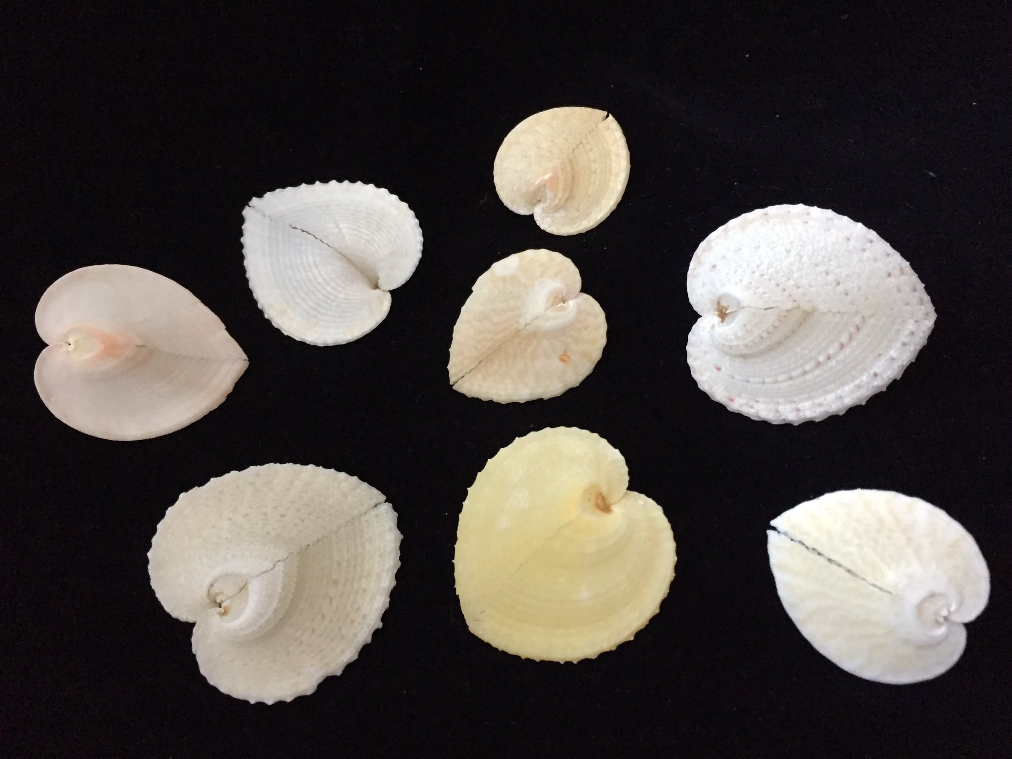 貝殻日和 2月1日は 琉球王国建国記念の日 リュウキュウアオイガイ 琉球葵貝 ザルガイ科 は奄美諸島以南のインド 太平洋のサンゴ礁の潮間帯に生息します ハート の形をしたこの貝が 葵 の葉の形に似ていることで名前が付いています 海の底 秘密