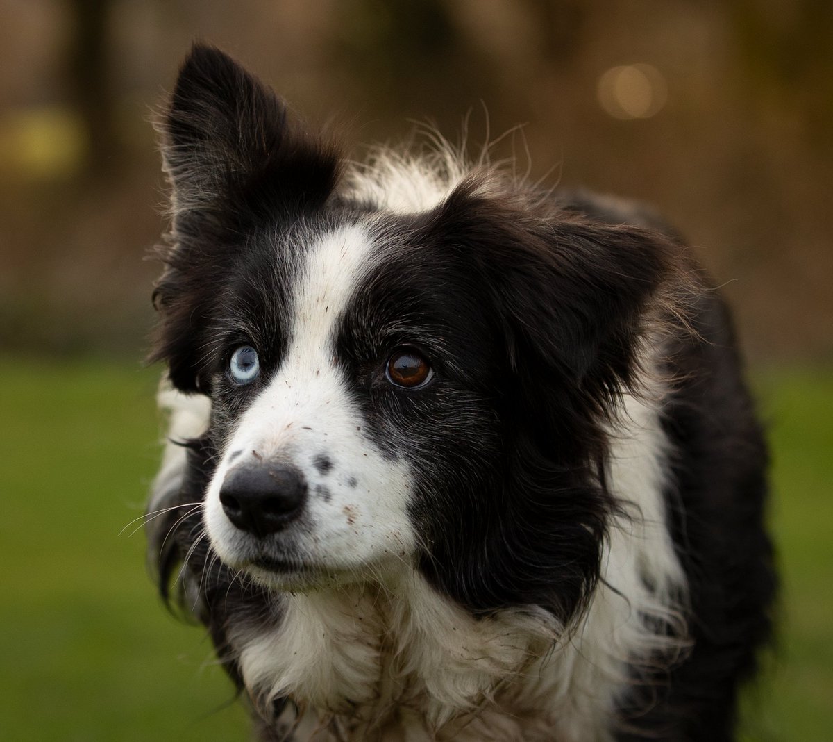 Enviro-Dogs tweet media