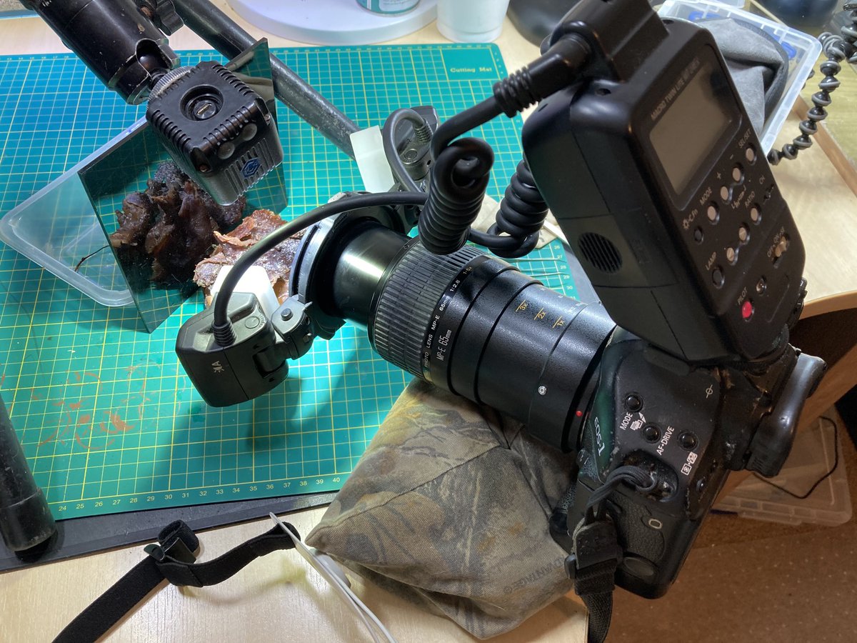 SteveTrewhella1's tweet photo. Photographing the humble Sandhopper today , an essential species for breaking down seaweed on beach strandlines , and an important food source for coastal birds #amphipod #amphipods #sandhoppers #sandhopper #seaweed #beaches #canonphotography #macrophotography #canon65mpe https://t.co/Sn0IL7rw19