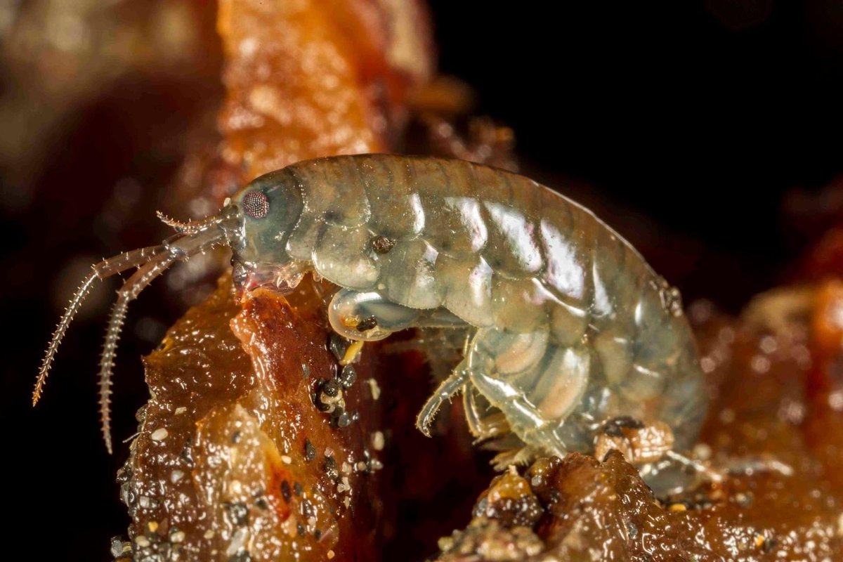SteveTrewhella1's tweet photo. Photographing the humble Sandhopper today , an essential species for breaking down seaweed on beach strandlines , and an important food source for coastal birds #amphipod #amphipods #sandhoppers #sandhopper #seaweed #beaches #canonphotography #macrophotography #canon65mpe https://t.co/Sn0IL7rw19