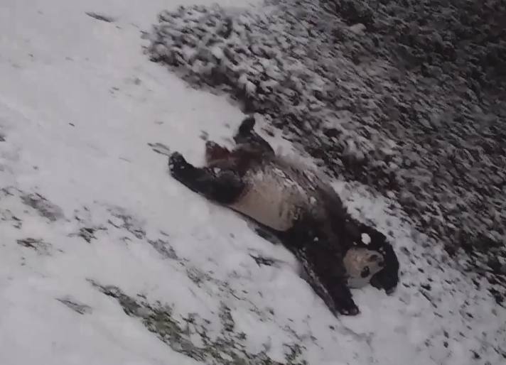 I interrupt Snow Dogs with "pure panda joy" popville.com/2021/01/i-inte…