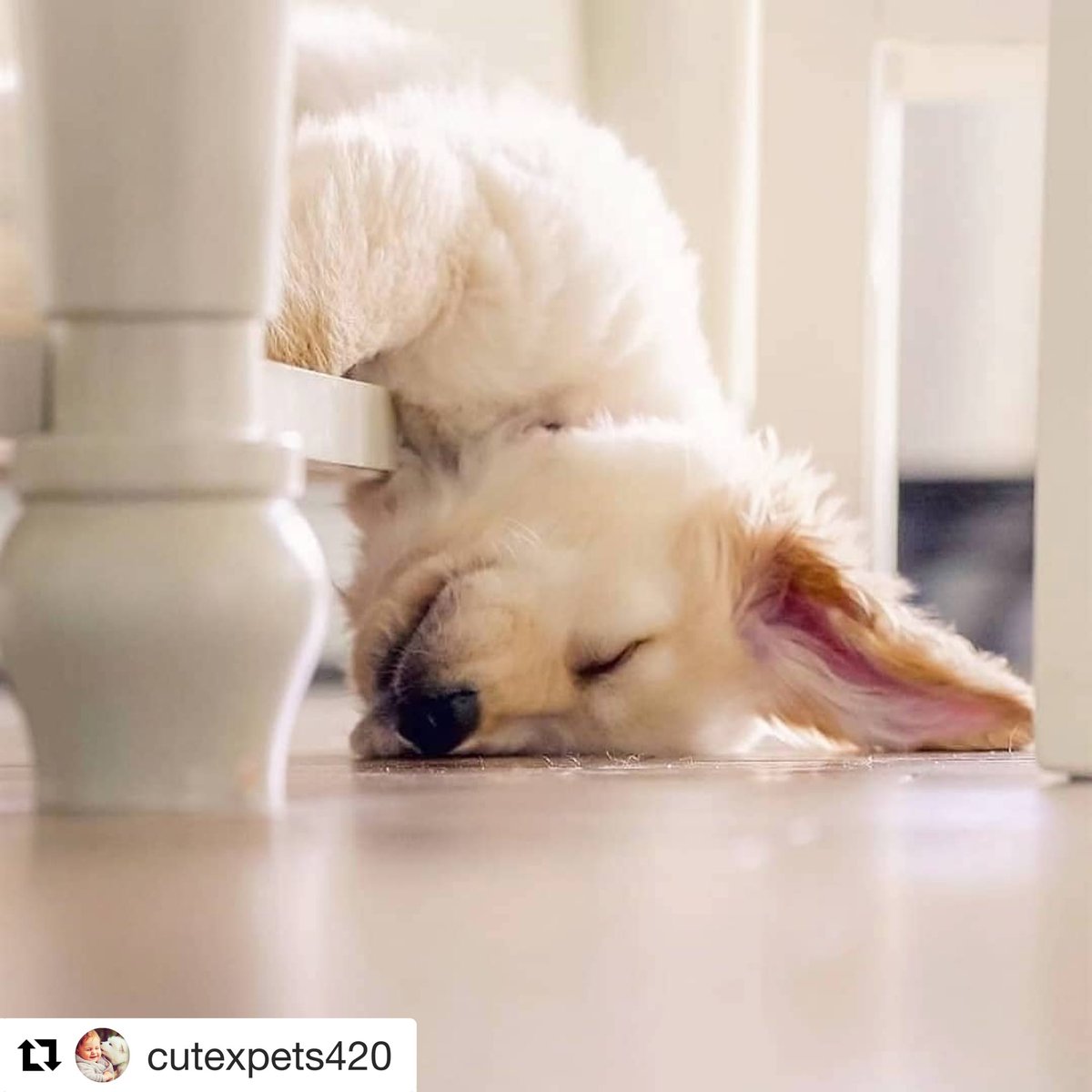 Waggit_Dog's tweet photo. Weekend vibes 😂🐾
.
#puppydog #puppylove #puppies #puppyeyes #puppylife #pets #puppy #petsagram #dogslike #doglover #dogoftheday #doglove #dogsworkingfromhome #dog #animals #cutedogs https://t.co/sHC3Q1t9EJ