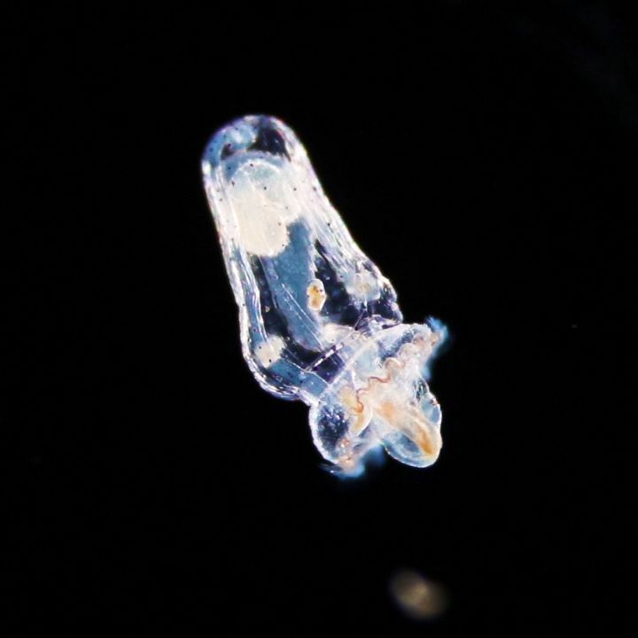 cifonauta's tweet photo. Larva pelagosfera dos sipúnculos - uma das belezas do universo planctônico.

📹 Alvaro Migotto 

#cifonauta #cebimar #biodiversity #biologiamarinha #sipuncula #pelagosphaera #larva https://t.co/kleIB2GeqR https://t.co/kLSkivgRcG