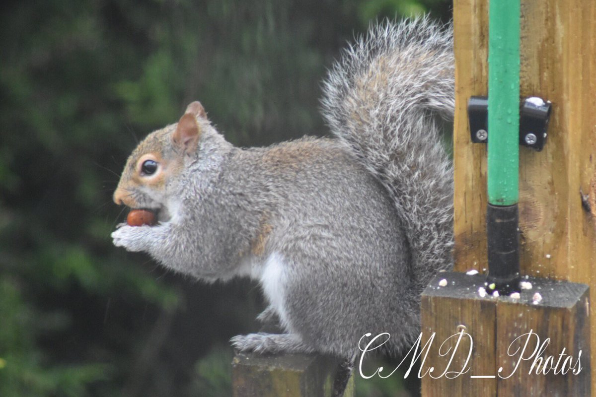 devonflossy's tweet photo. This little fella has kept myself and Alan entertained this afternoon all from the comfort of the sofa! #Wildlife #sundayvibes https://t.co/AMBKijAyOG