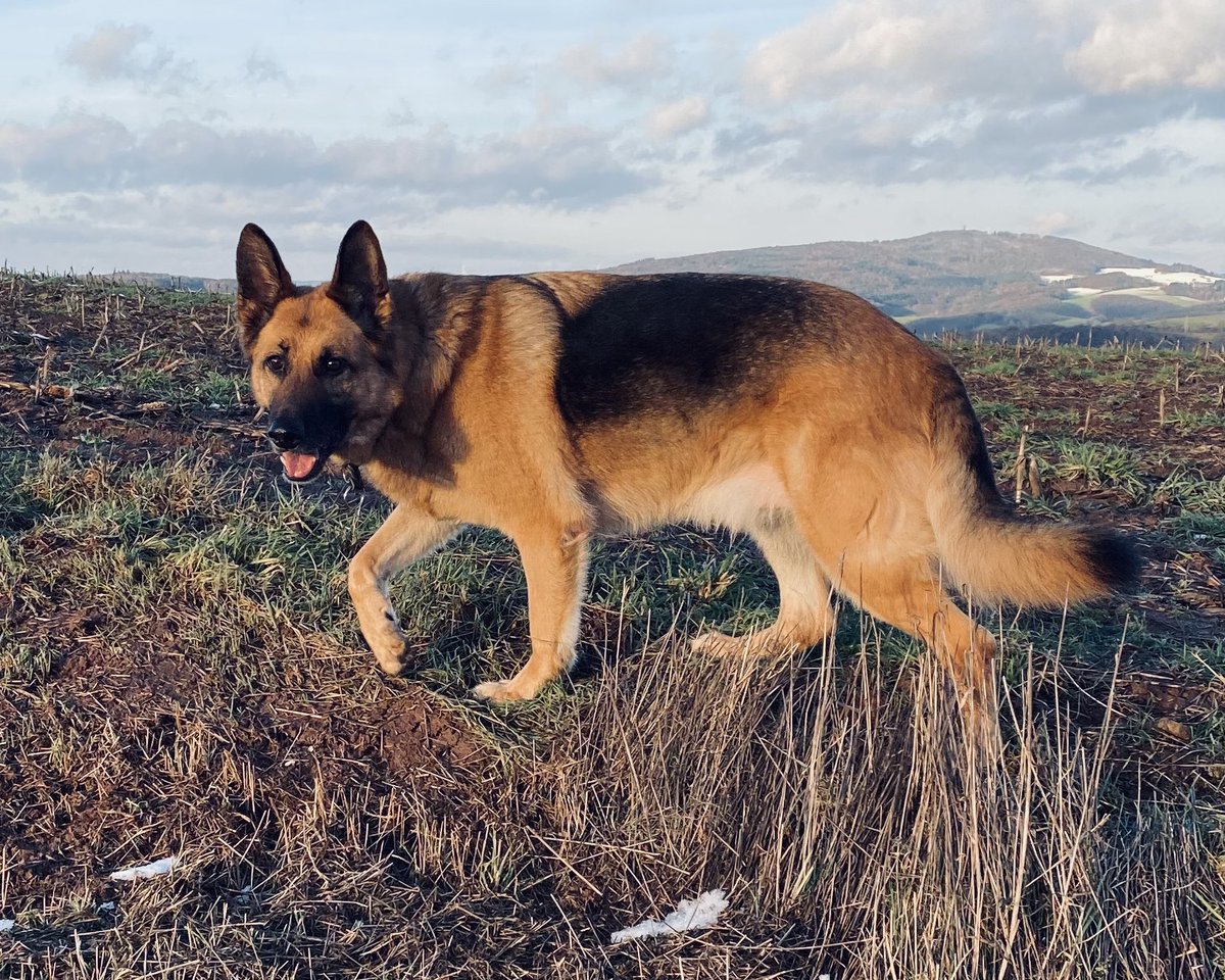 mel_craig80's tweet photo. #dogpic of the day 😍🐾 Stark on one of our daily walks. Exercise is key for a happy and tired dog at home 😉🙌 #GermanShepherd #dogslife #outdoors #walkyourdogs https://t.co/TriRdjhjc5