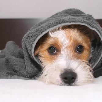 Towelsoft's tweet photo. Just too cute ! This little chap loves a bath, so a towel with his name embroidered on it is worth every penny #pupplylove #pettowels #lovemydoggie #allwrappedup https://t.co/yhuH0ab4wW