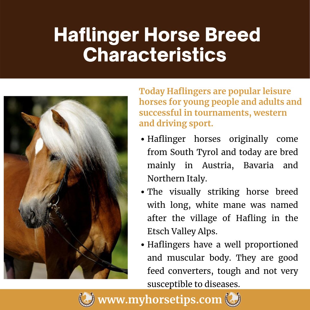MyHorseTips_'s tweet photo. One of the most beautiful horses! Let's learn more about the Hafinger horse breed  🐴 👇

Read our blog: https://t.co/C4er8doyx7  👈

 #HorseshoeTheory #HorseRacing #clintonanderson #arabianhorse #morganhorse #caballosnosonobjetos #caballos #horses https://t.co/evxDSyRn0T