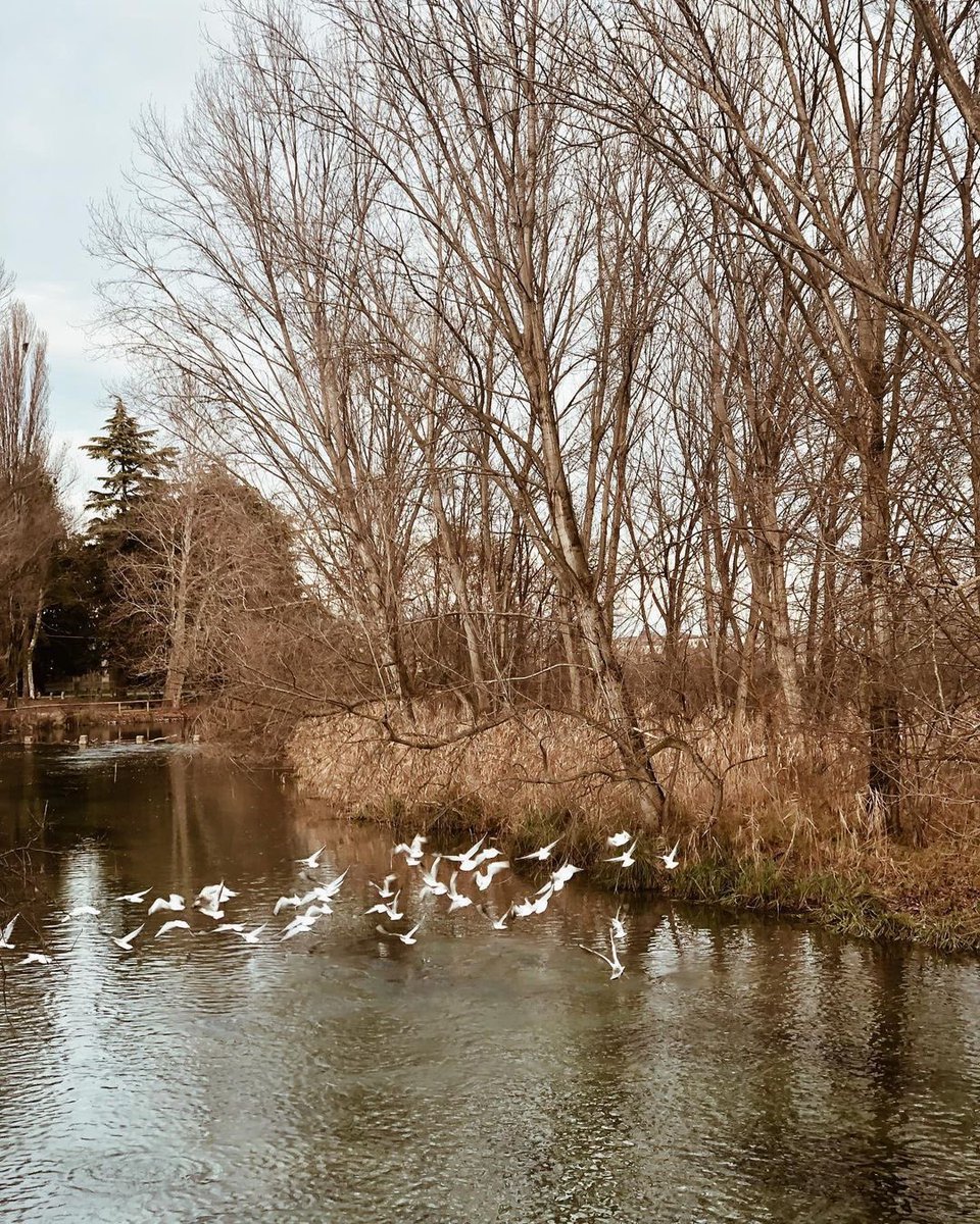 igmantova's tweet photo. Parco del Mincio 

Ph. @_occhibassi_ 

https://t.co/kWpfn9zWH0 https://t.co/CCSpc65UCt
