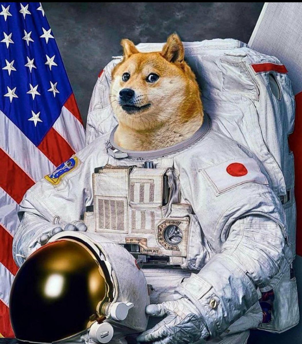 werkkrew's tweet photo. $doge is getting suited up for their trip to the moon! 🚀 #DOGE https://t.co/sVYxiiu3YN