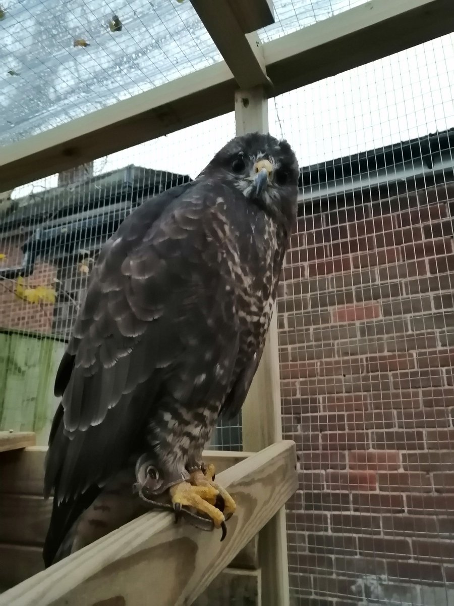 TheAtkinsonpet1's tweet photo. @TheoPaphitis pet shop with a difference we offer educational visits to schools for those who aren't destined to sit behind a desk (like myself) we take woody round to talk and show children and teachers  all about how these amazing creatures work with us humans working talon in hand. #SBS https://t.co/t9fr4Vo5a4