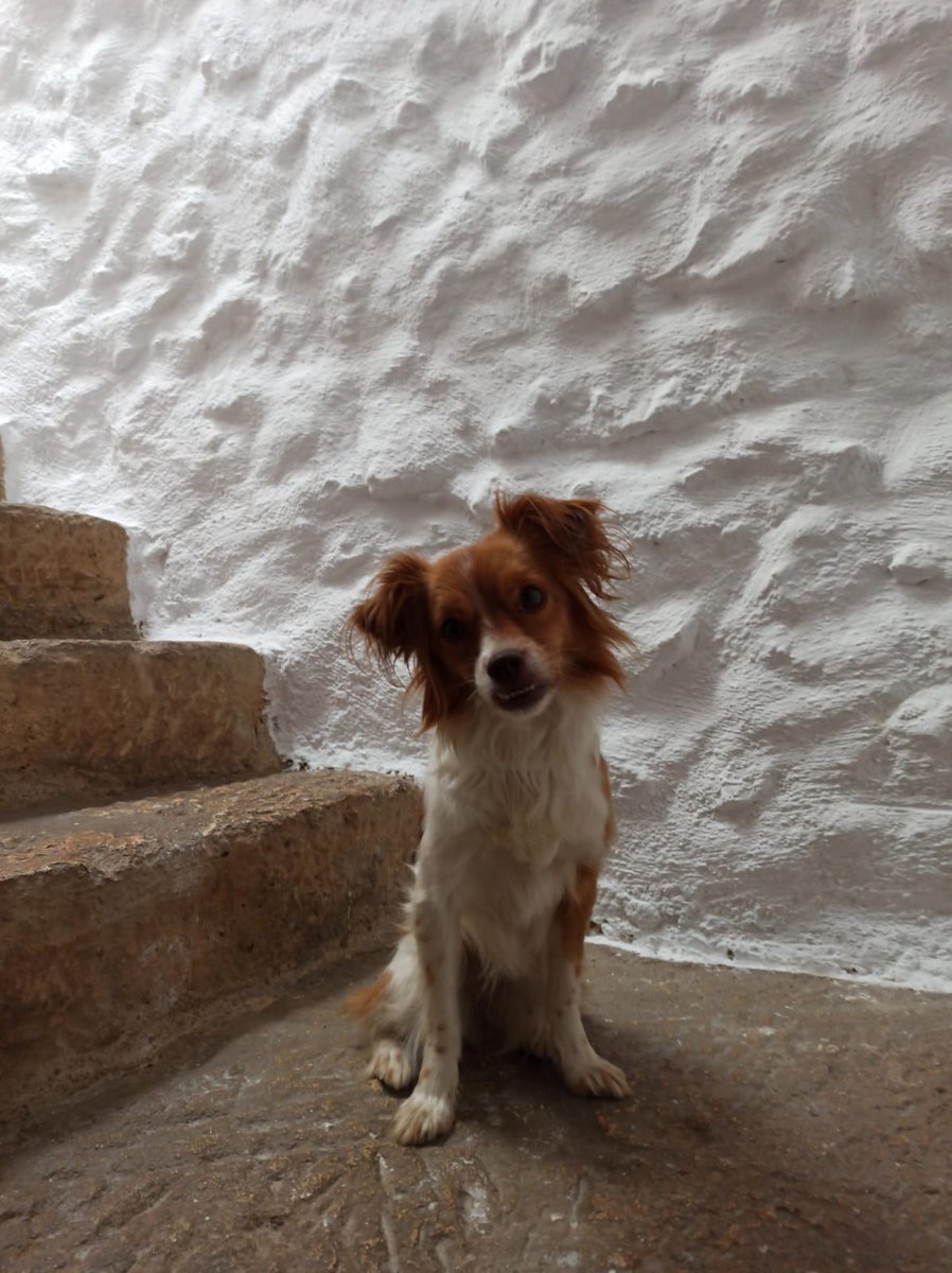 Las LoLes AntiPsistema tweet media