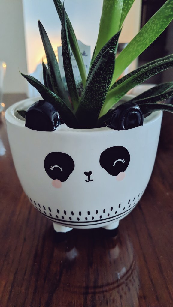 missylale's tweet photo. World's cutest plant holder ever. I'm obsessed with it!! Wish I could take it with me everywhere. Going to be sad when it outgrows this. 

#plantmom #plants #succulents #cute https://t.co/E6Y93D495M